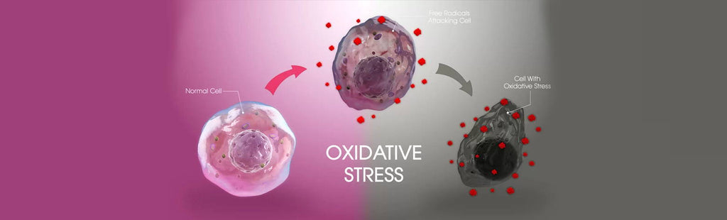 5 Steps To Reduce Inflammation and Oxidative Stress